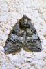 Tethea ocularis